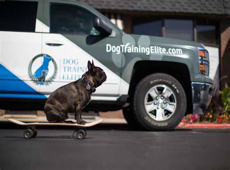 dog training elite locations